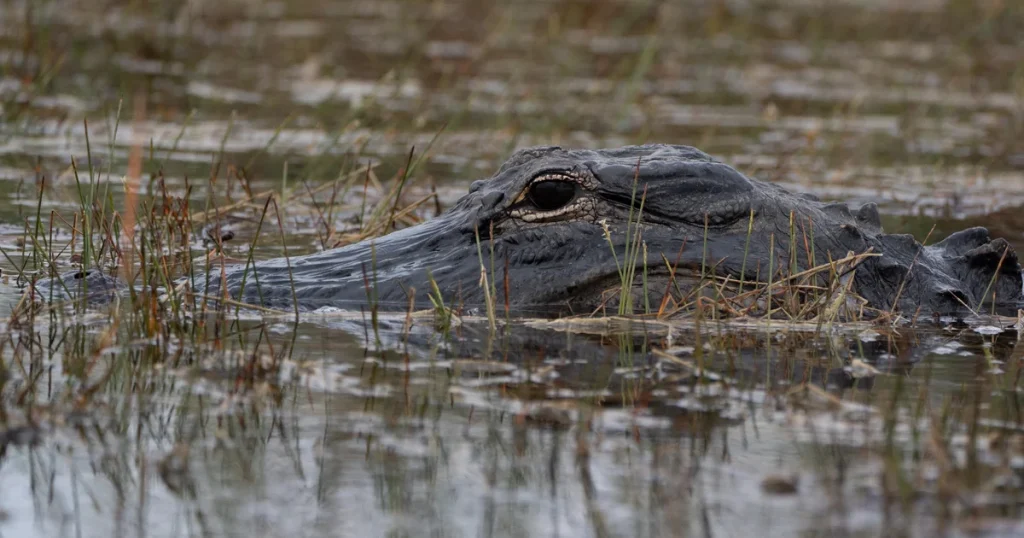 cbsmiami-florida-alligator-2