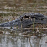 cbsmiami-florida-alligator-2