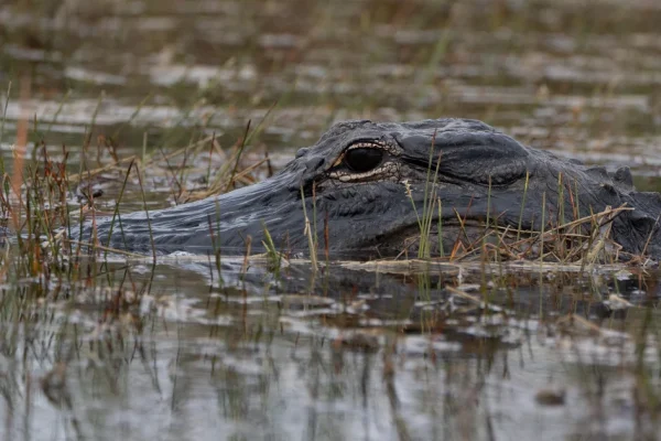 cbsmiami-florida-alligator-2