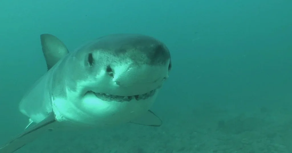 sharks-video-cooper