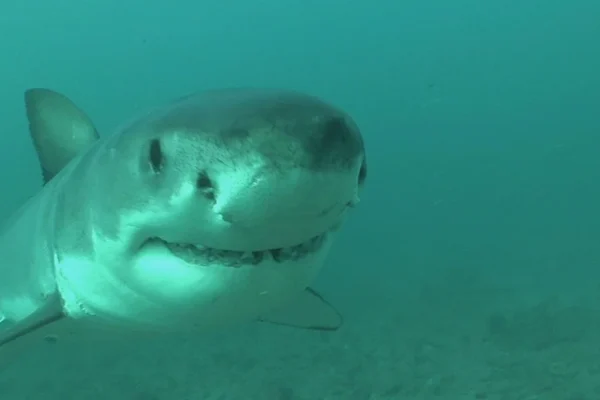 sharks-video-cooper