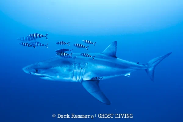 whiteshark-dr-4-derk-remmers