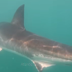 atlantic-shark-institute