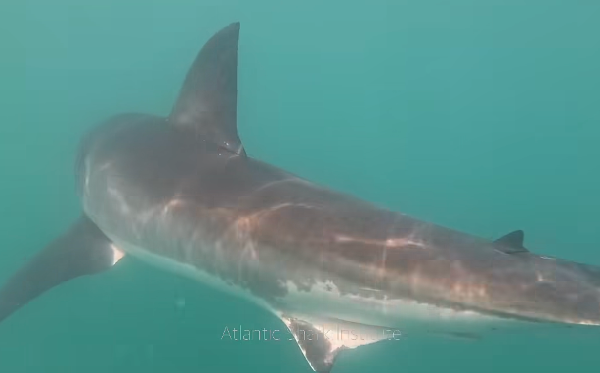 atlantic-shark-institute