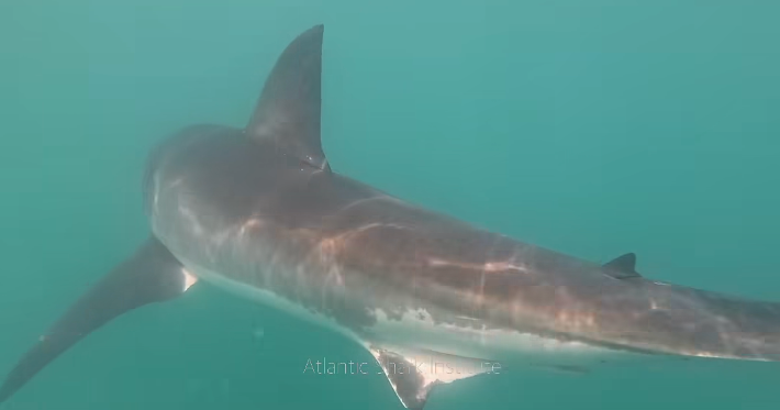 atlantic-shark-institute