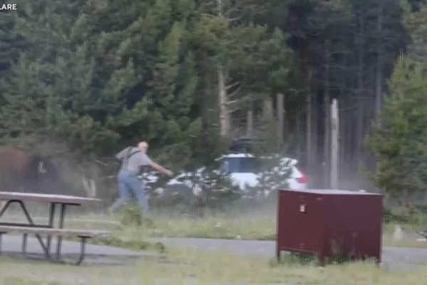 cbsn-fusion-video-shows-bison-charging-at-65-year-old-man-at-yellowstone-national-park-thumbnail
