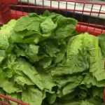 lettuce