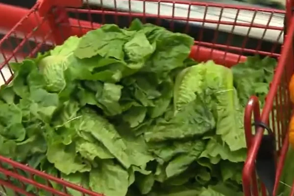 lettuce