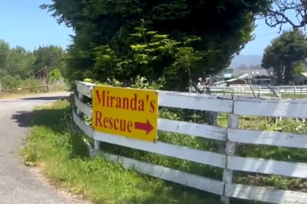 mirandas-rescue