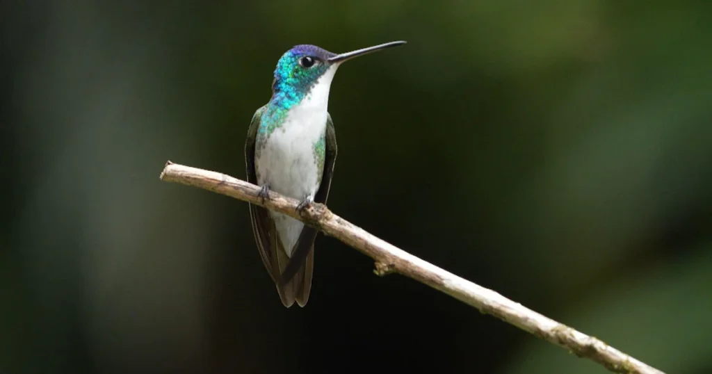 birds-of-war-video-cooper