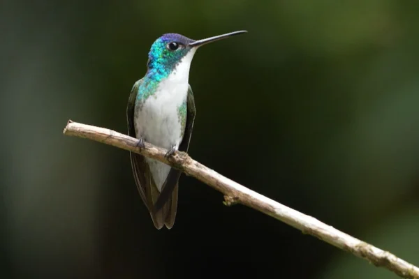 birds-of-war-video-cooper