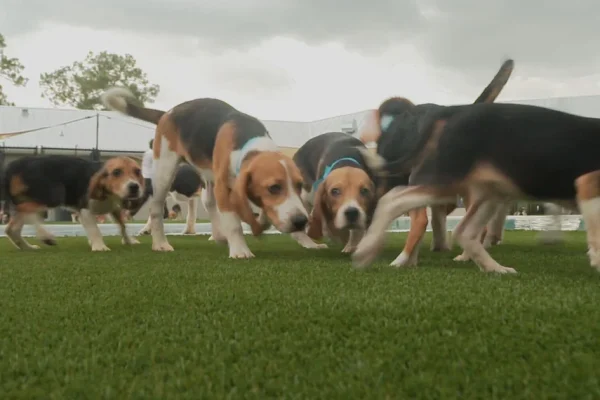 rescued-beagles-yamaguchi-frame-5565