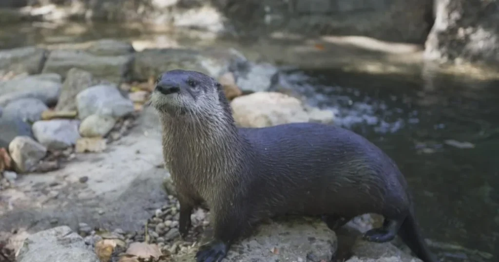 otter