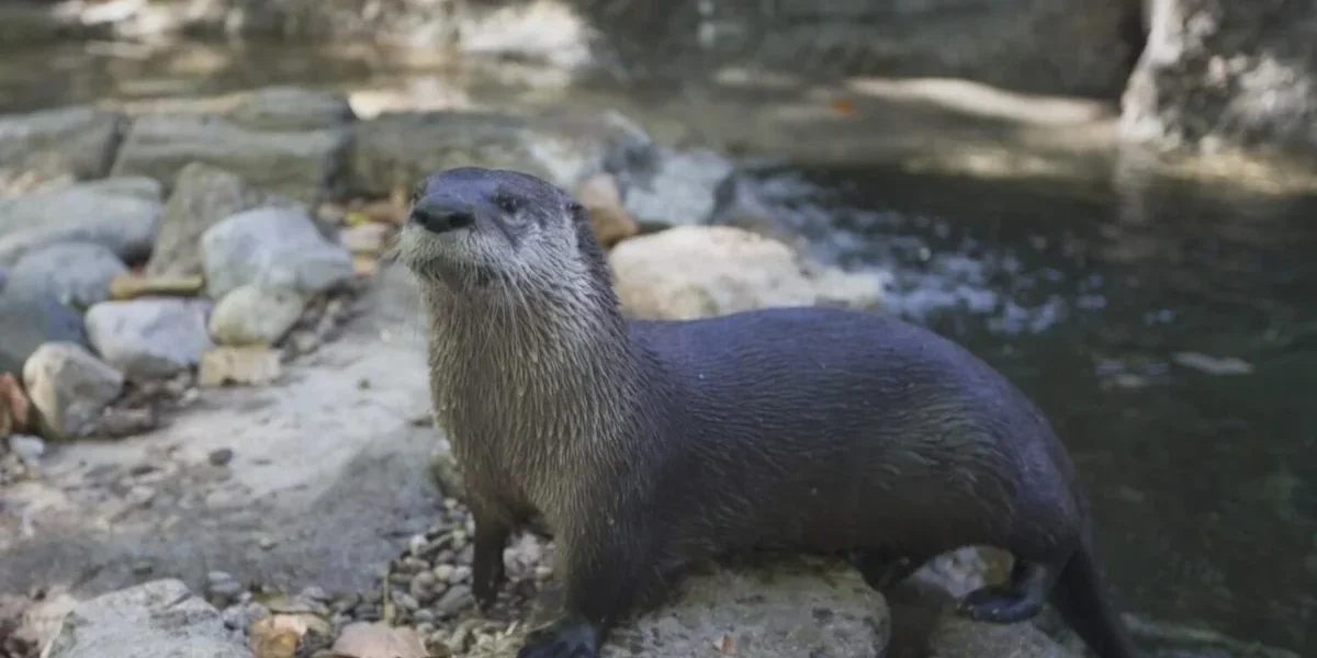 otter