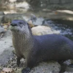 otter